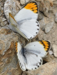 Colotis evagore