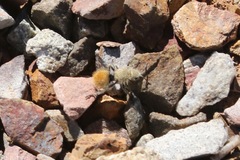 Dasymutilla eminentia