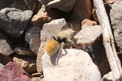 Dasymutilla eminentia