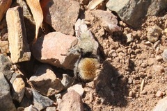 Dasymutilla eminentia