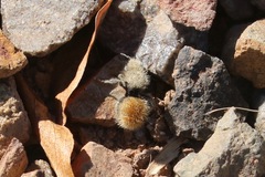 Dasymutilla eminentia