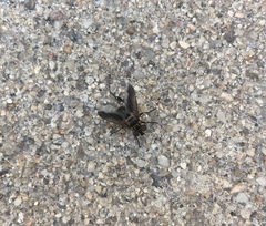 Galactomyia