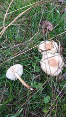 Marasmius collinus