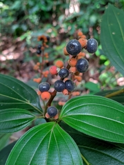 Miconia nervosa