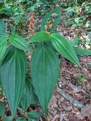 Miconia nervosa