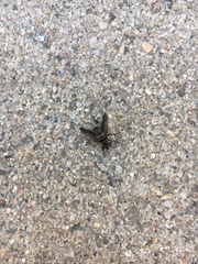 Galactomyia