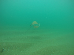 Rhinoptera steindachneri