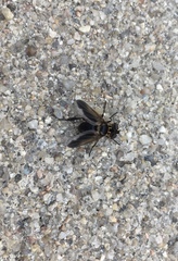 Galactomyia