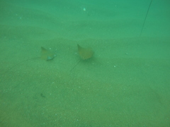 Rhinoptera steindachneri