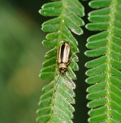 Monolepta subsuturalis