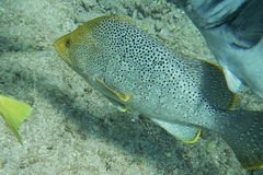 Dermatolepis dermatolepis