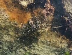 Hersiliola
