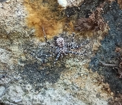 Hersiliola