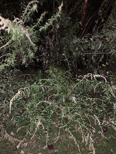 photo of Common Mugwort (Artemisia vulgaris)