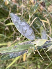 Erysiphe pisi