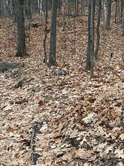 Sciurus carolinensis