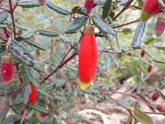 Correa reflexa speciosa