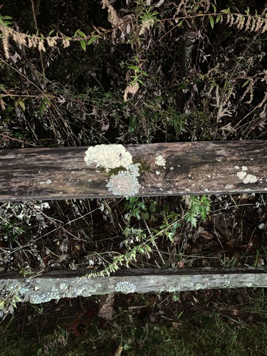 photo of Fungi Including Lichens (Fungi)