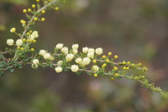 Acacia mitchellii