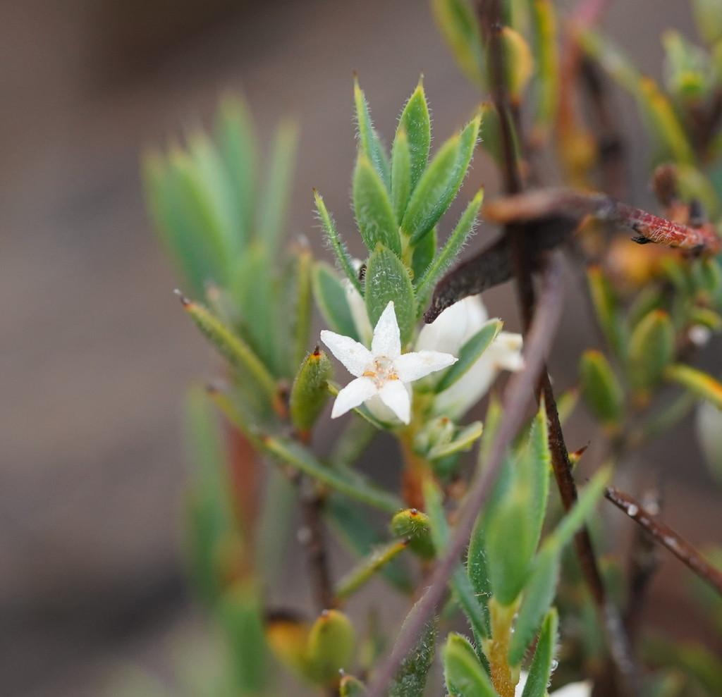 fringed daphne-heath