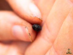 Lacon punctatus