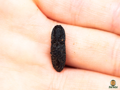 Lacon punctatus