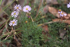 Brachyscome multifida dilatata