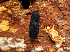 Lacon punctatus