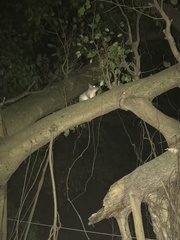 Ototylomys phyllotis