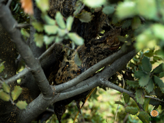 Oryctolagus cuniculus
