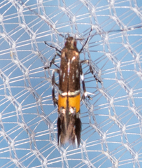 Cosmopterix astrapias
