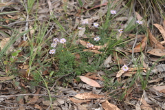 Brachyscome multifida dilatata