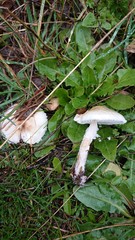 Lepiota erminea