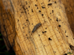 Ctenolepisma ciliatum