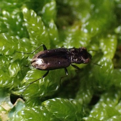 Notiophilus quadripunctatus