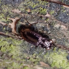 Notiophilus quadripunctatus