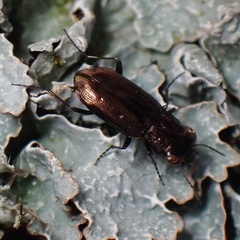 Notiophilus quadripunctatus