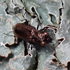 Notiophilus quadripunctatus