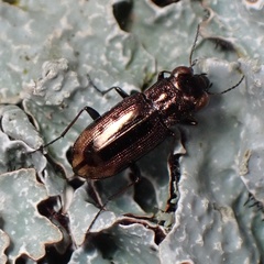 Notiophilus quadripunctatus