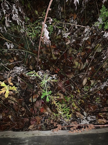 photo of Common Mugwort (Artemisia vulgaris)