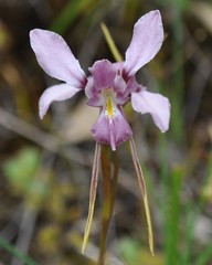 Diuris punctata