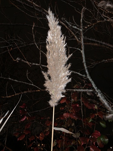 photo of Grasses (Poaceae)