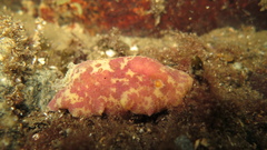 Doris pseudoargus