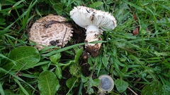 Saproamanita codinae