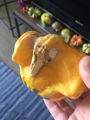 Sclerotinia sclerotiorum