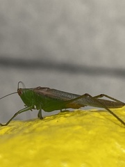 Anisoptera