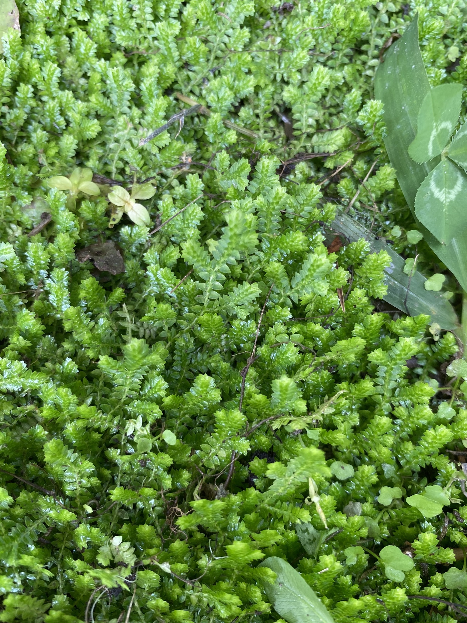 Selaginella ludoviciana