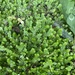 Selaginella ludoviciana - Photo (c) Daniel Patterson, alguns direitos reservados (CC BY), uploaded by Daniel Patterson