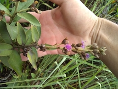 Lepidaploa karstenii