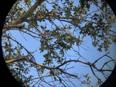 Melanerpes carolinus image